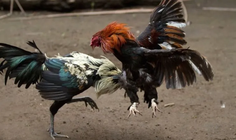 Bí Quyết Thắng Lớn Đá Gà Tại N88: Kinh Nghiệm Từ Cao Thủ Cá Cược 1 Sảnh đá gà N88 trực tiếp nhiều trận đấu hấp dẫn