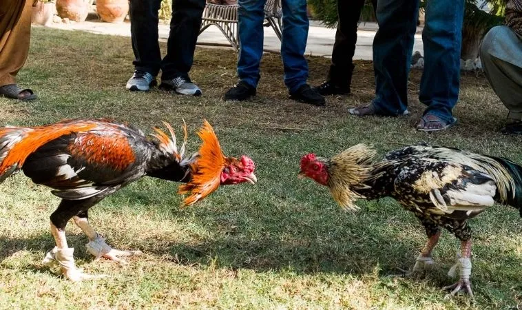 Bí Quyết Thắng Lớn Với Đá Gà GA28 Tại N88: Hướng Dẫn Chi Tiết 2 Chiến thuật chọn chiến kê hiệu quả trong đá gà GA28 tại N88