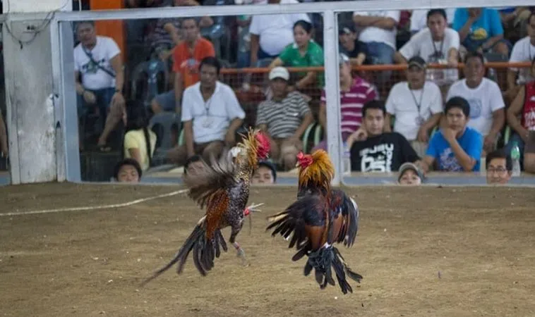 Bí Quyết Chinh Phục Đá Gà WS168 Tại N88: Hướng Dẫn Chi Tiết 2 Sảnh Đá Gà WS168 tại N88 thu hút nhiều người cá cược